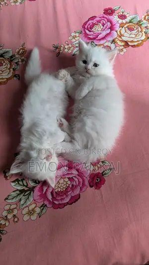 প্রিয় পার্শিয়ান