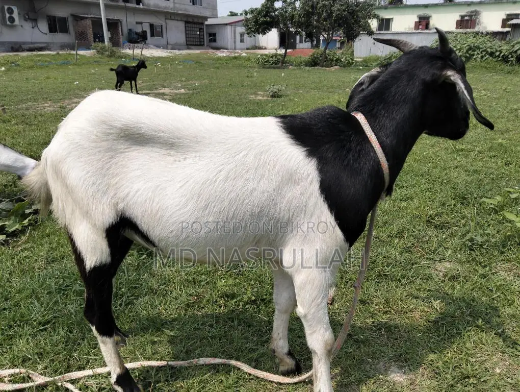 Goats Suitable for Qurbani for Sale