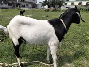 Goats Suitable for Qurbani for Sale