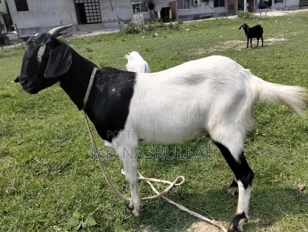 Goats Suitable for Qurbani for Sale