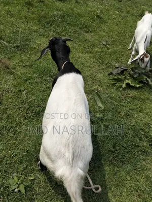 Goats Suitable for Qurbani for Sale