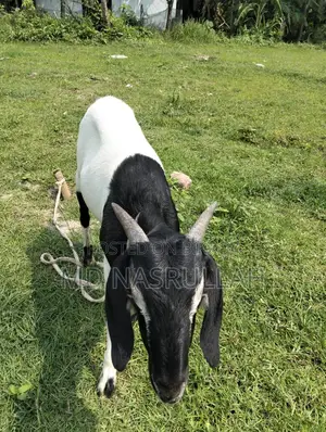Goats Suitable for Qurbani for Sale