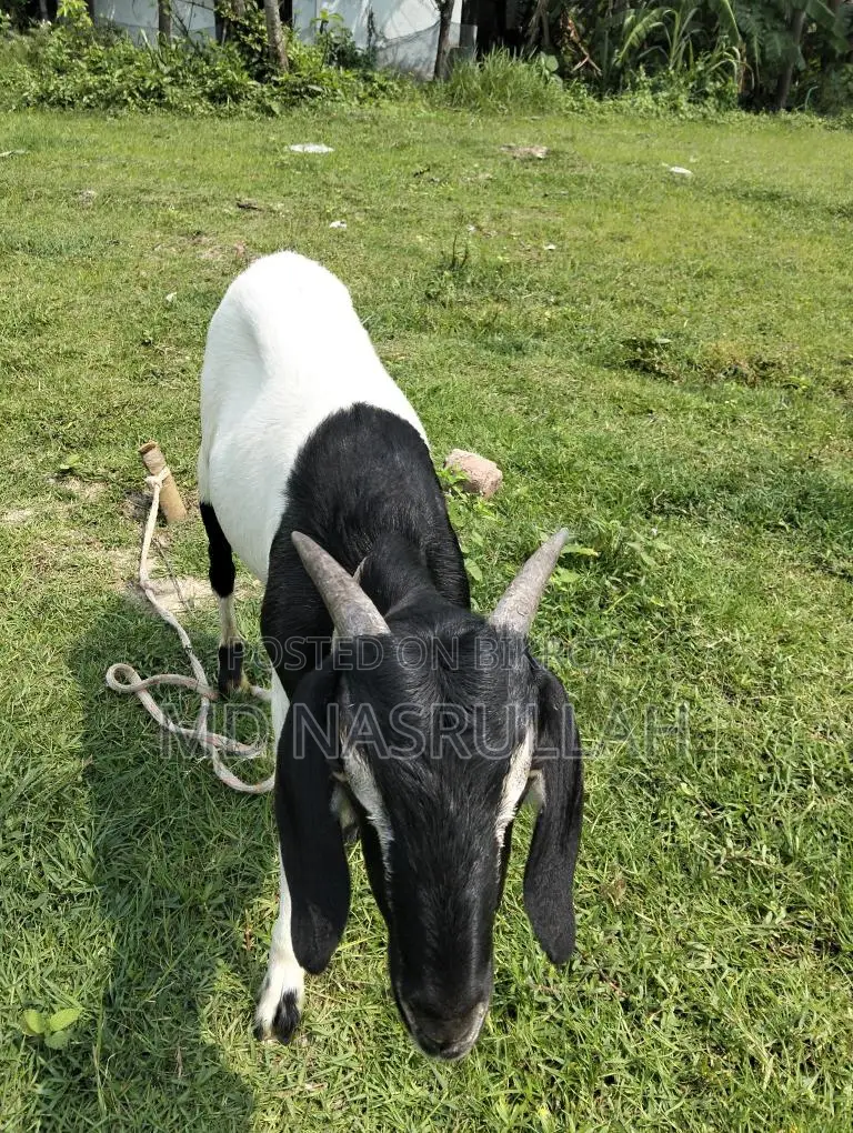 Goats Suitable for Qurbani for Sale