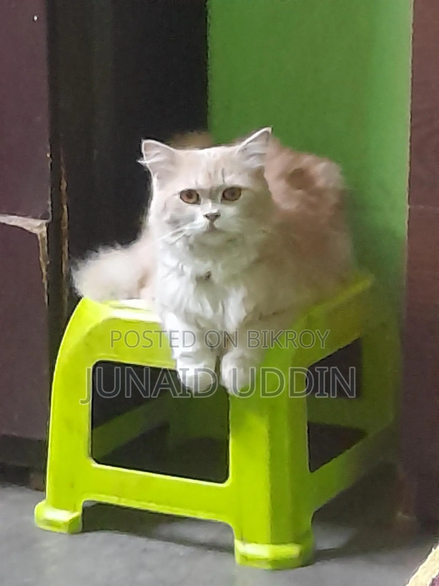 Persian Cat