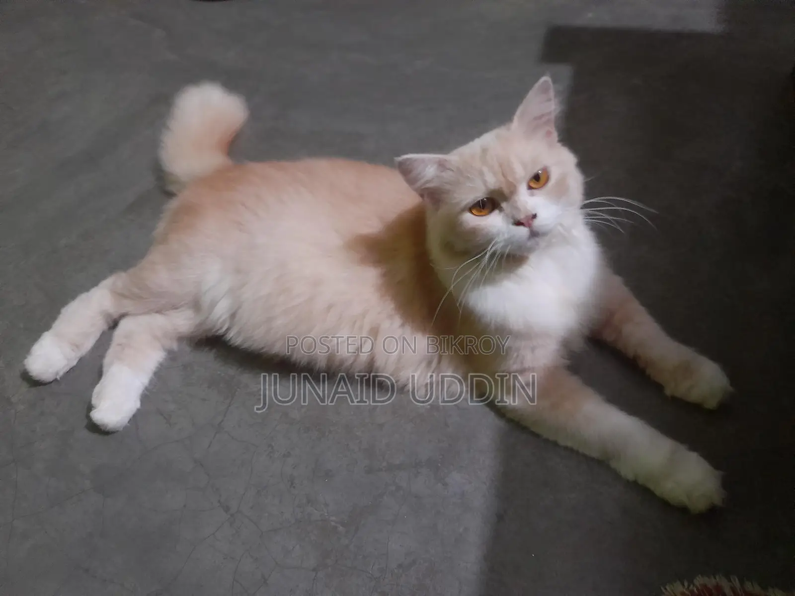 Persian Cat