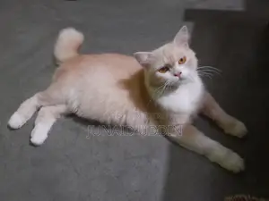Persian Cat