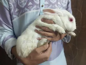 Adult Female Rabbit