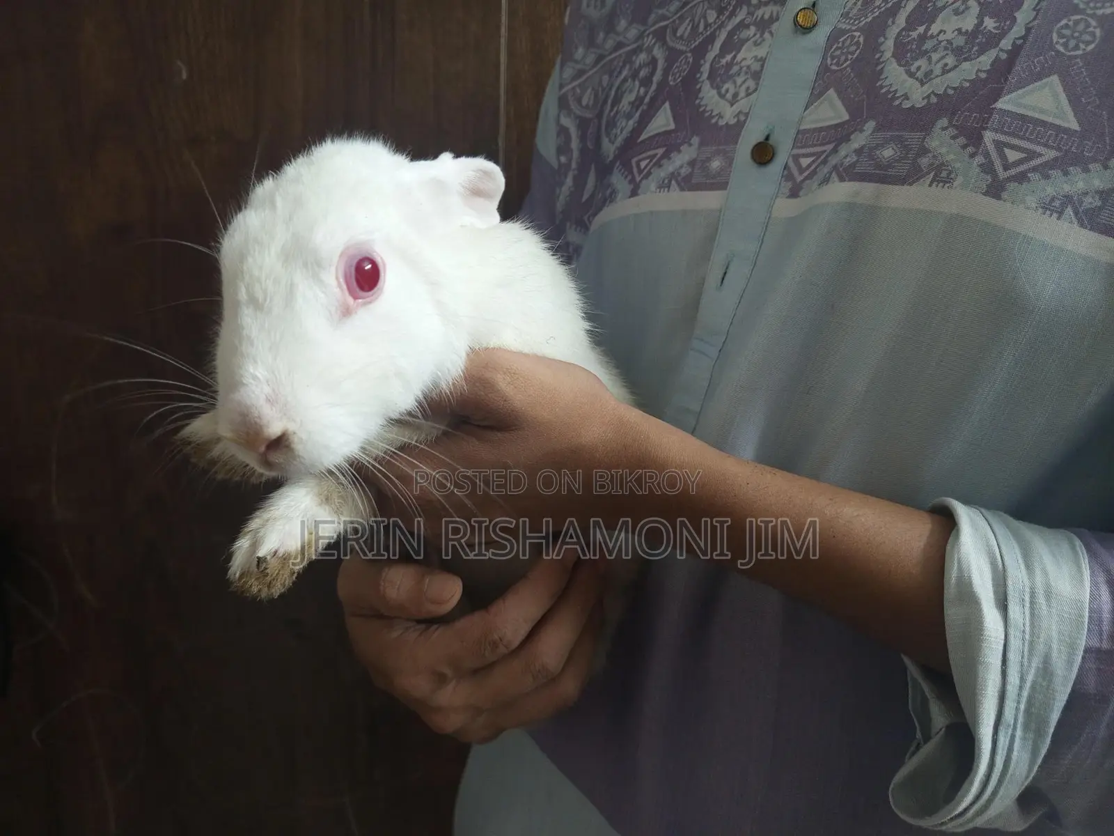 Adult Female Rabbit