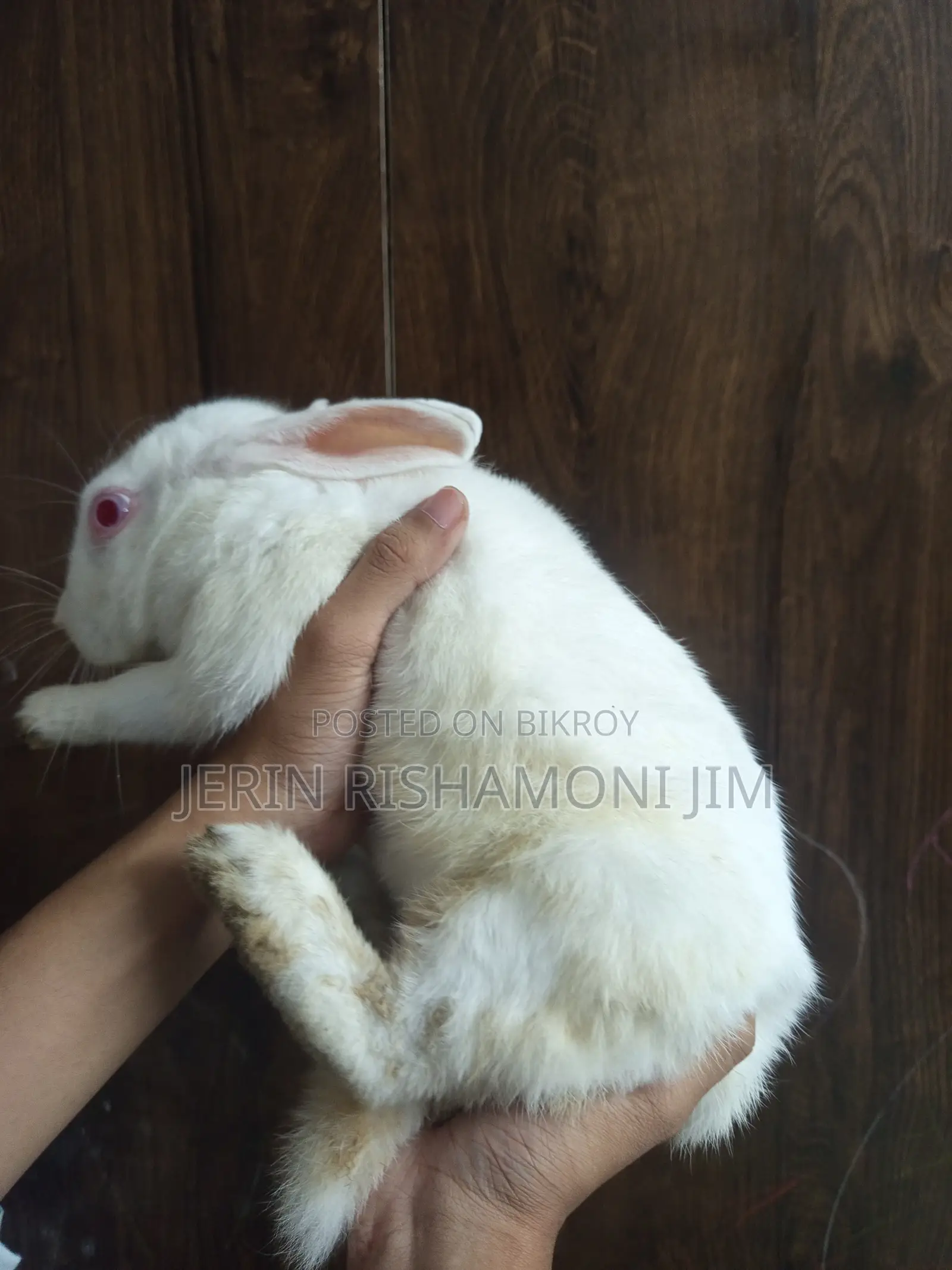 Adult Female Rabbit