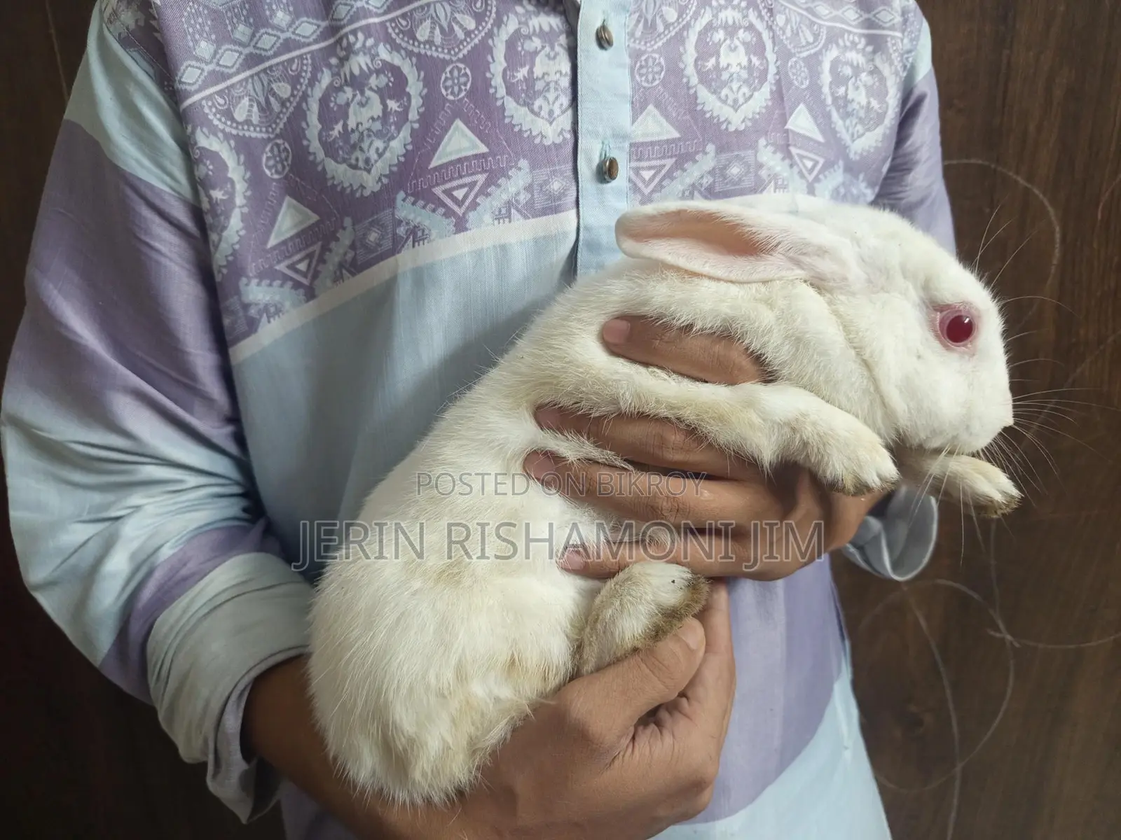 Adult Female Rabbit