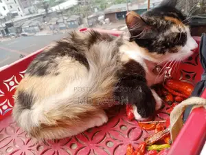 মারবেল চোখ পার্শিয়ান এক্সপ্রেস