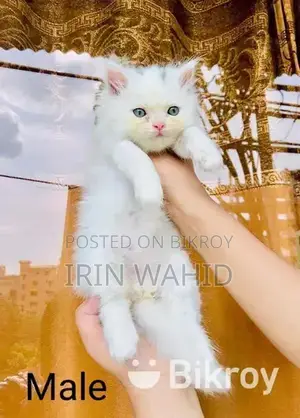 Traditional Persian