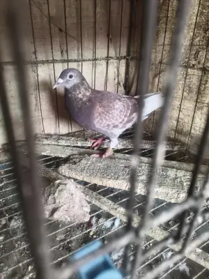 মিলি রেসার নর কবুতর
