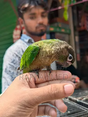 Fully Tame Green Cheek Conure