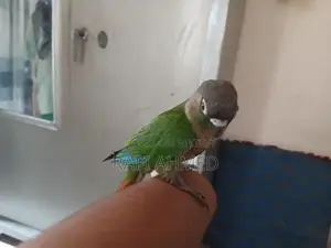 Fully Tame Green Cheek Conure