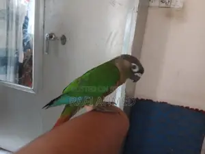 Fully Tame Green Cheek Conure