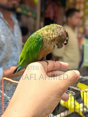 Fully Tame Green Cheek Conure