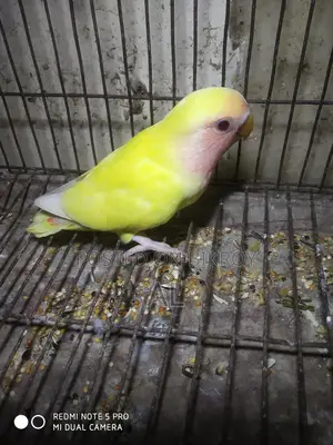 1 Love Bird baby