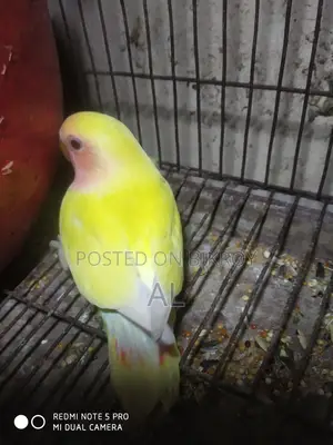 1 Love Bird baby