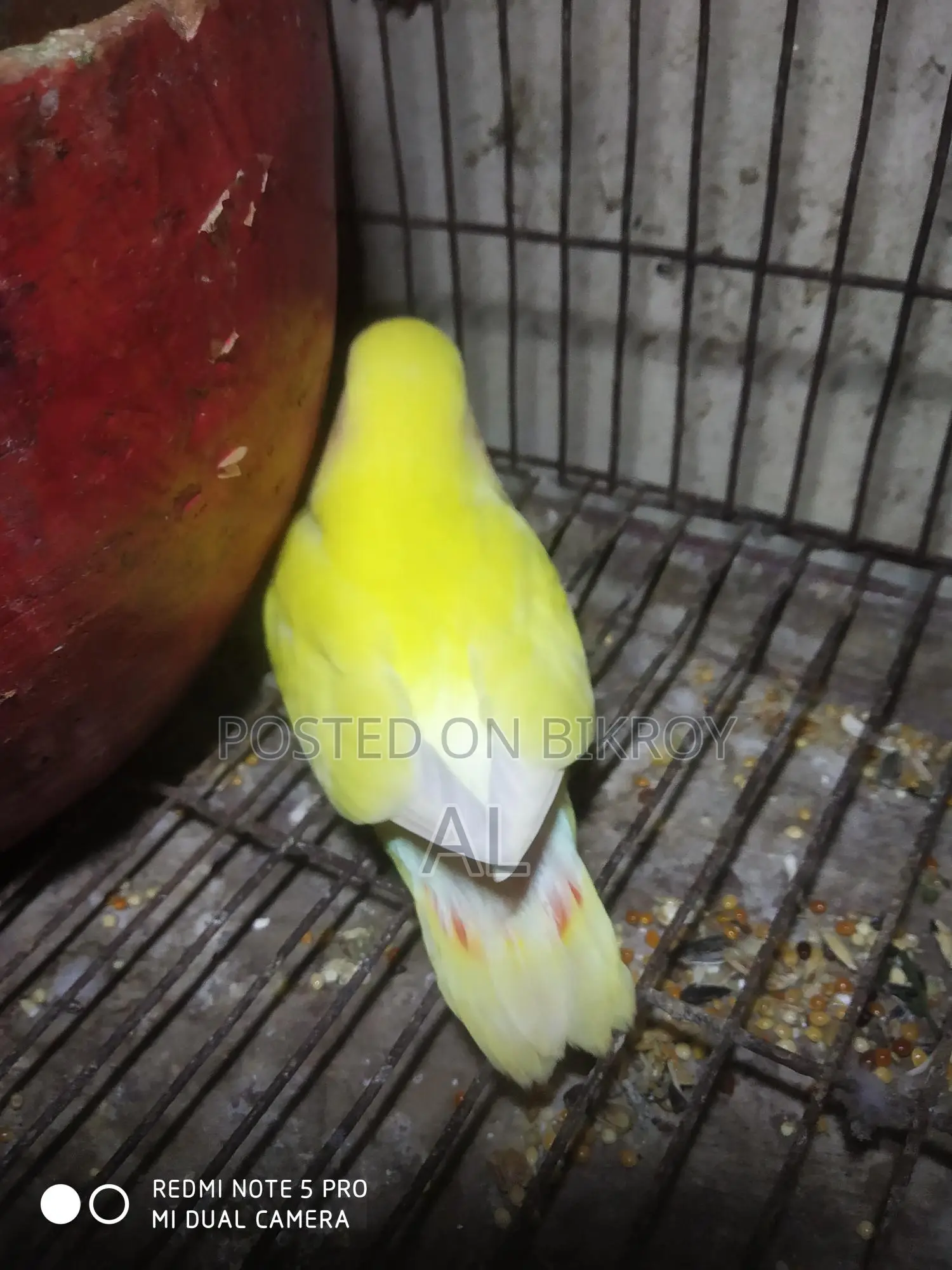 1 Love Bird baby