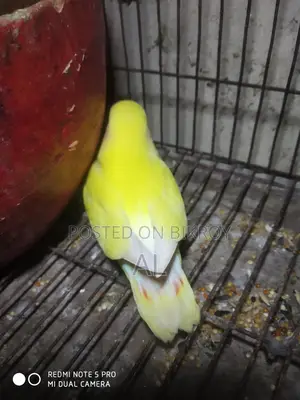1 Love Bird baby