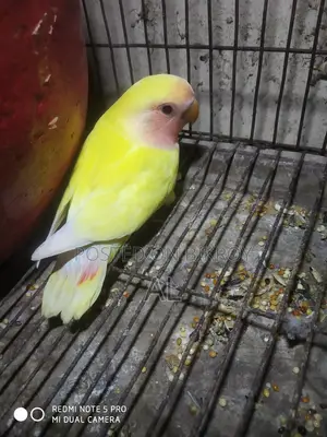 1 Love Bird baby