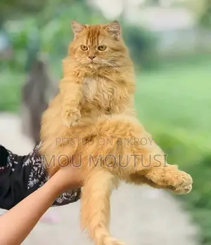 male female cat