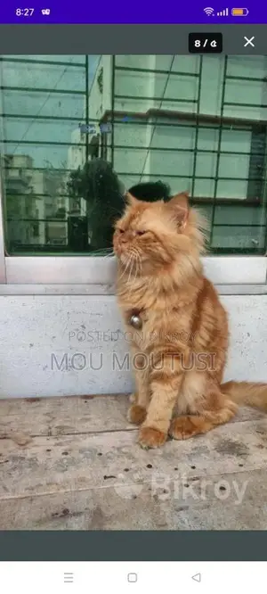 male female cat