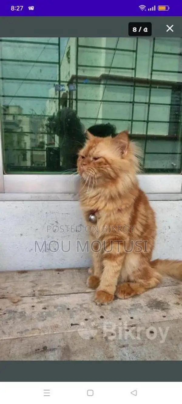 male female cat