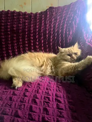 male female cat
