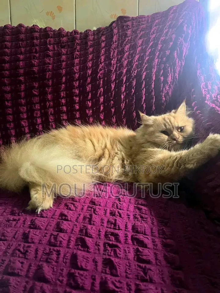 male female cat
