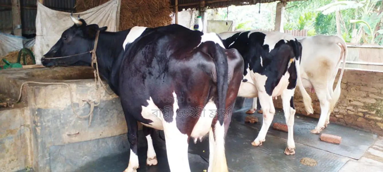 ১১৮০ নং ৩টি গাভী বিক্রয় হবে উন্নত জাতের ।