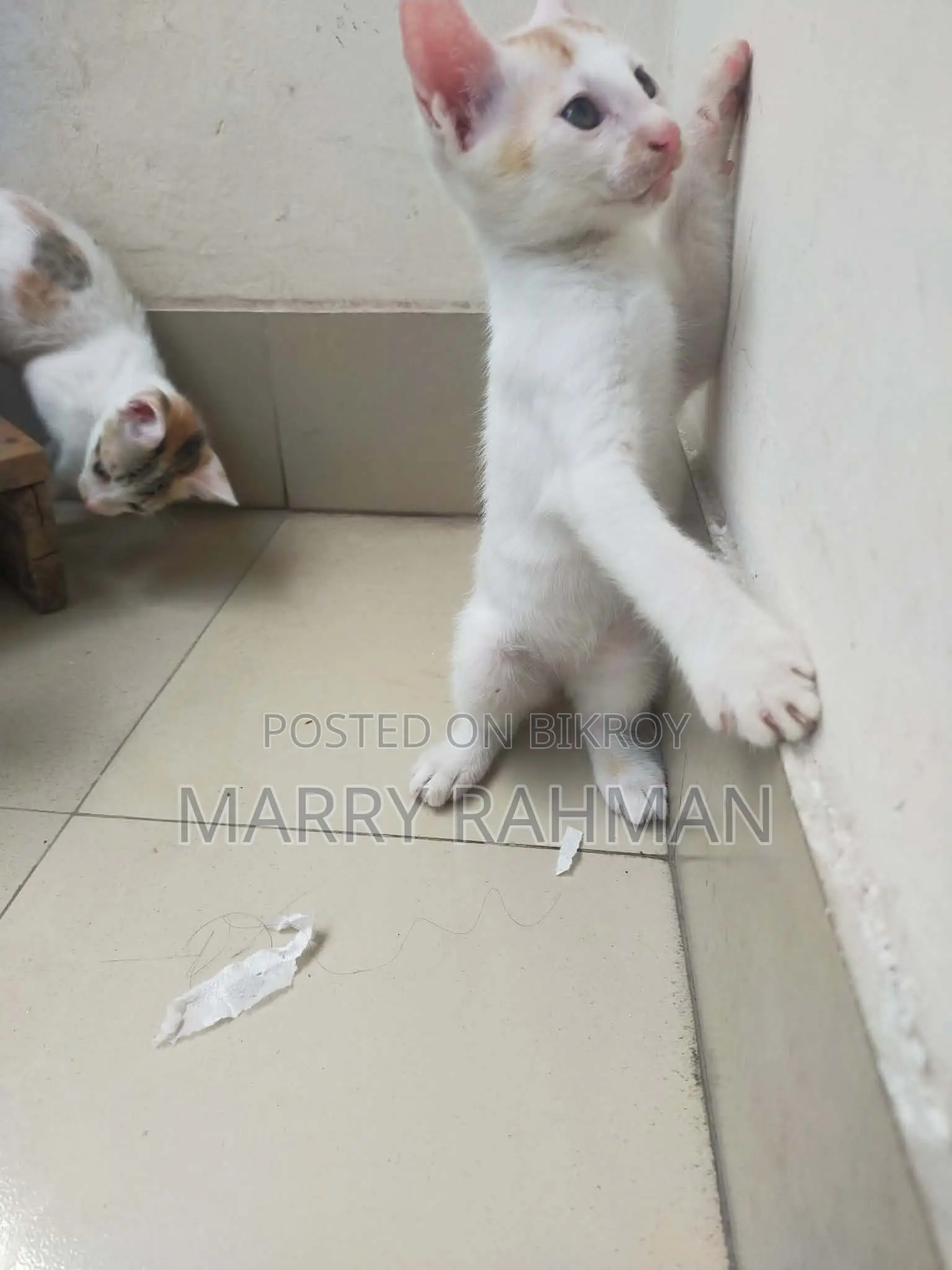Free Cat Adaption