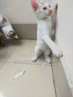 Free Cat Adaption