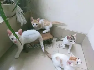 Free Cat Adaption