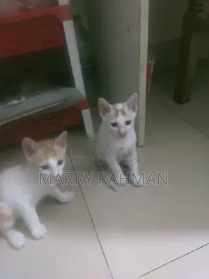 Free Cat Adaption