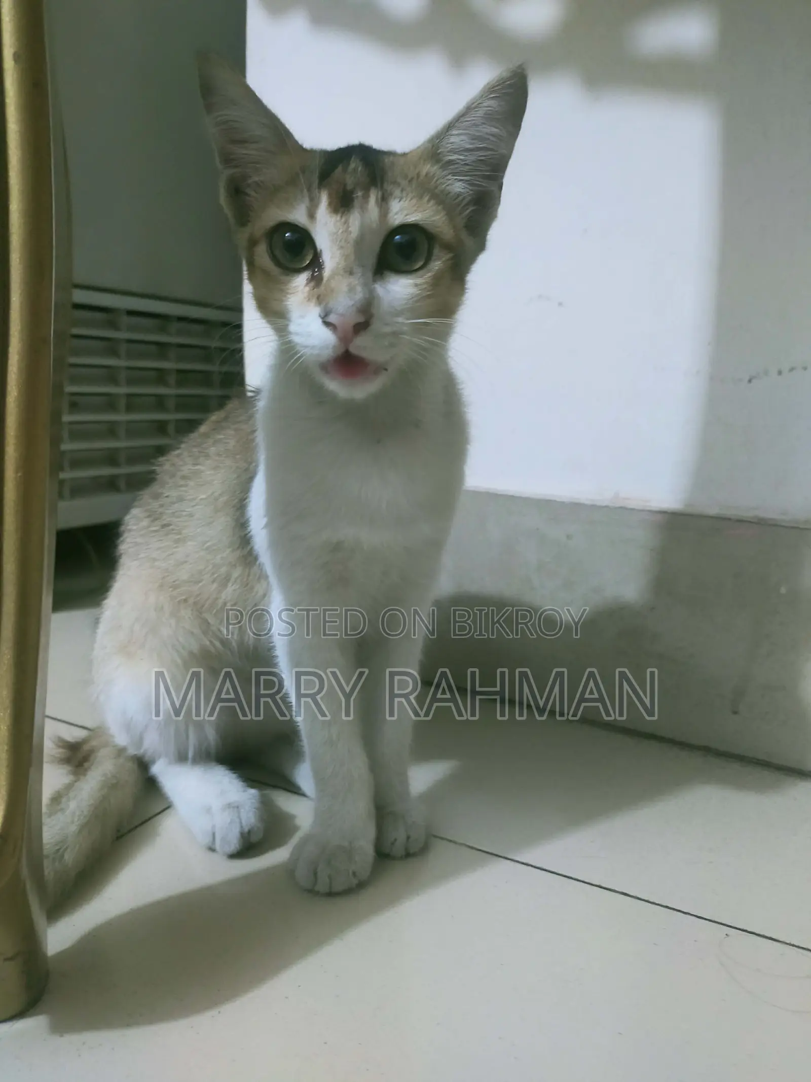 Free Cat Adaption