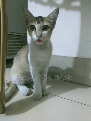 Free Cat Adaption