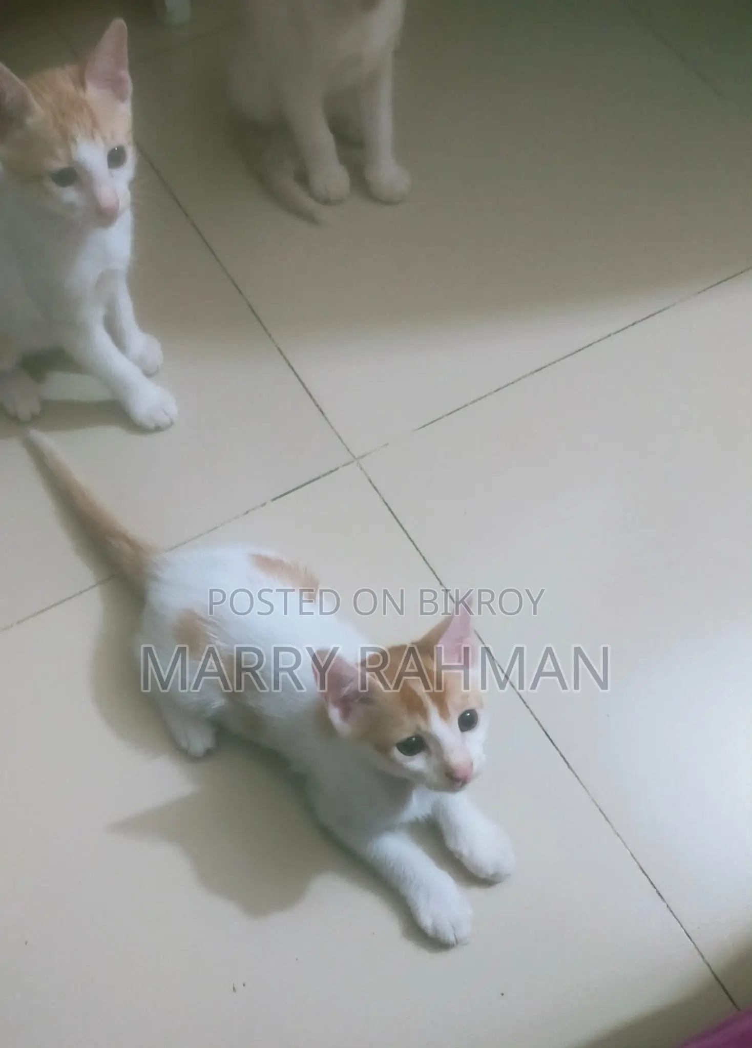 Free Cat Adaption