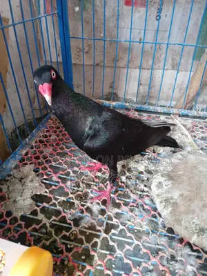 Danish Male Pigeon