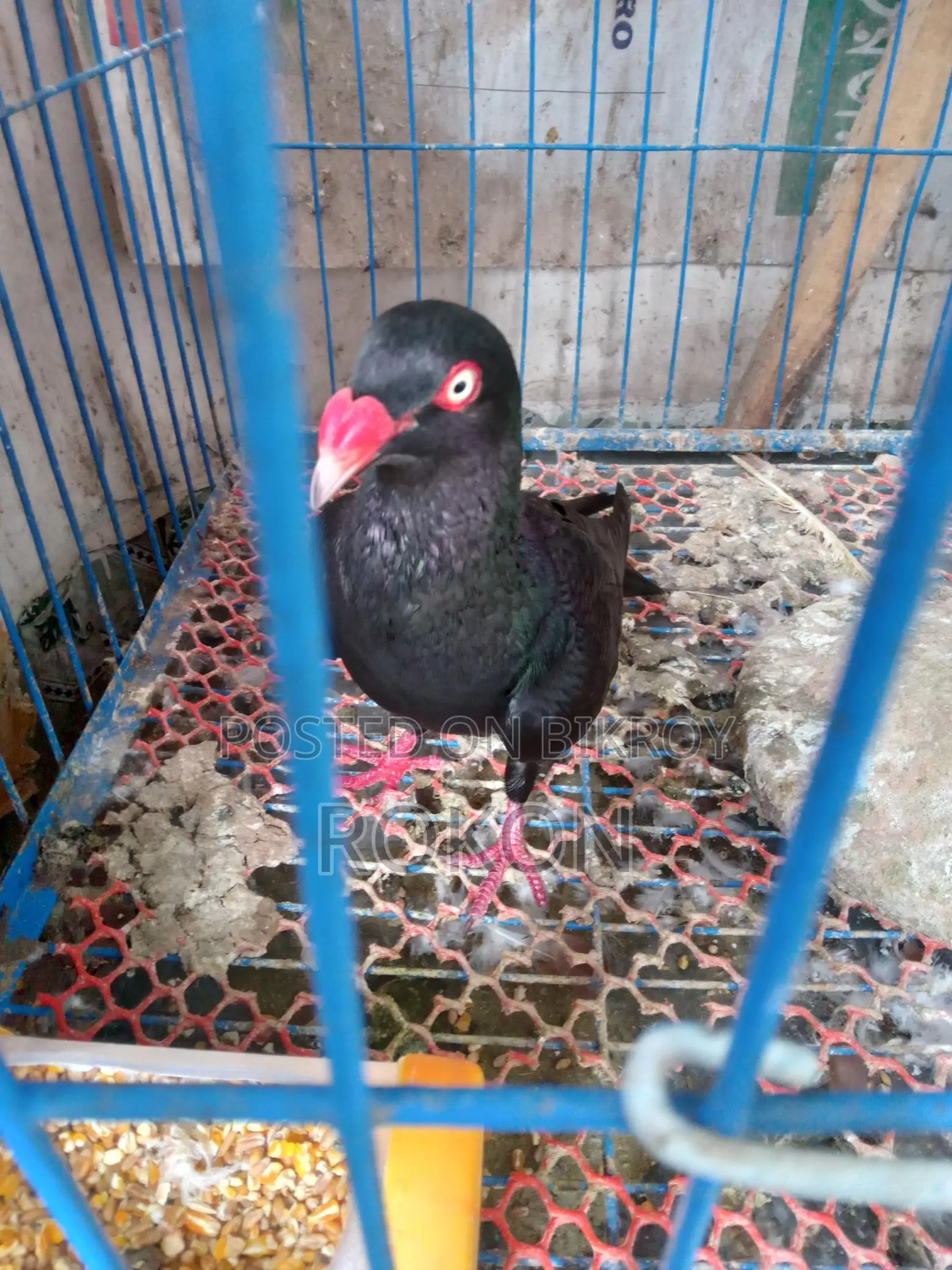 Danish Male Pigeon
