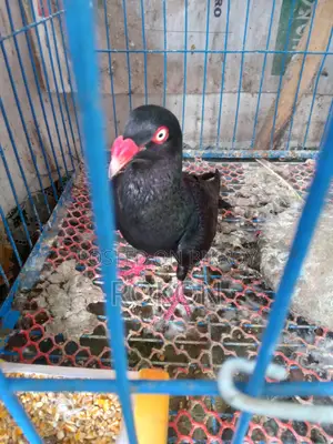 Danish Male Pigeon