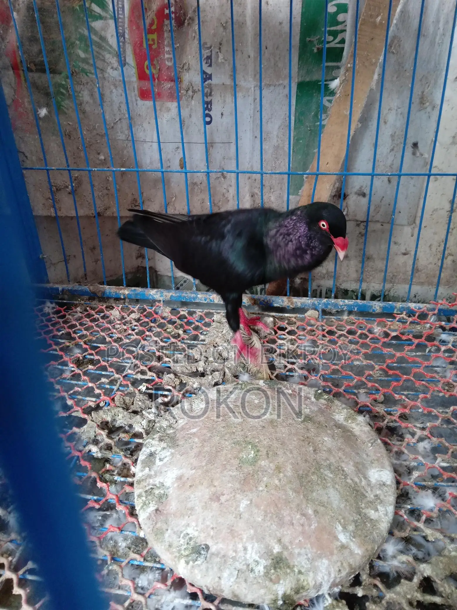 Danish Male Pigeon