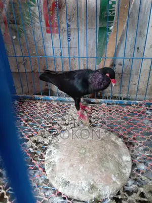 Danish Male Pigeon