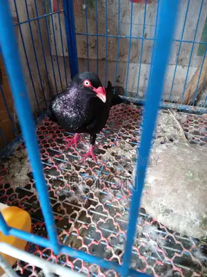 Danish Male Pigeon