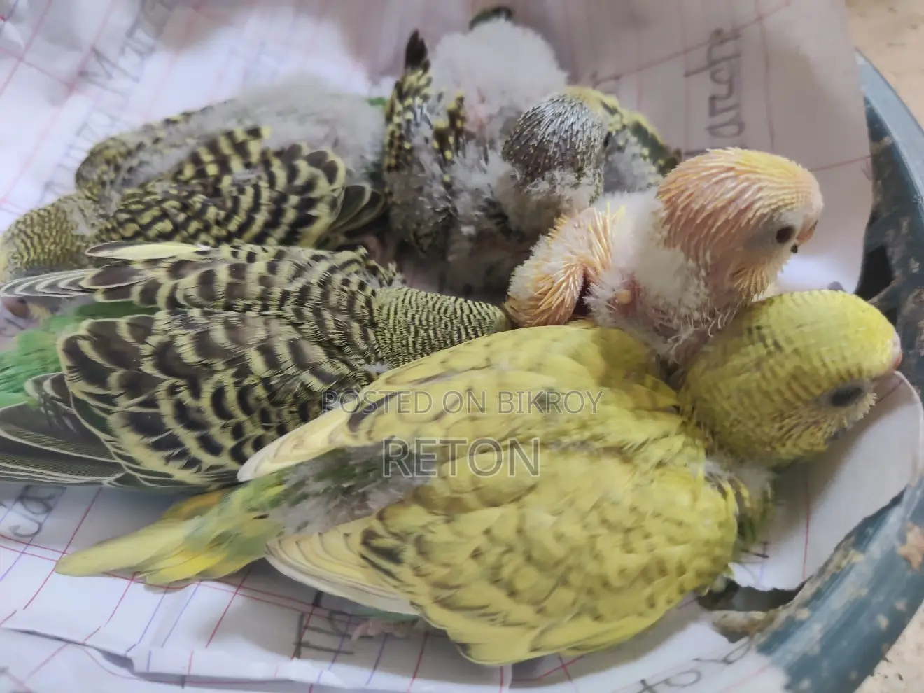 বাজরিগর টেম সাইজ বেবি