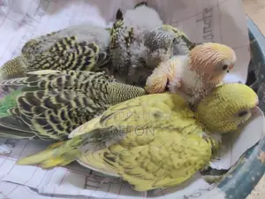 বাজরিগর টেম সাইজ বেবি