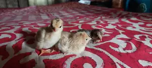 দেশি মুরগির বাচ্চা