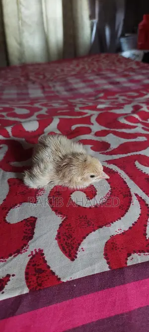 দেশি মুরগির বাচ্চা