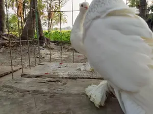 Indian Lotan Pigeons